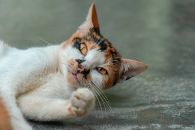 Üç renkli çizgili dişi kedi güneşli bir günde bahçede tembellik ediyor.