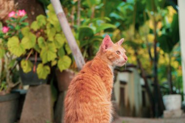 Turuncu kedi güneşli bir günde açık terasta dinleniyor. Çok tatlı ve sevimli.