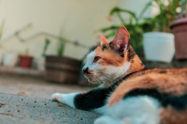 Tricolor striped female cat lazing in the yard on a sunny day
