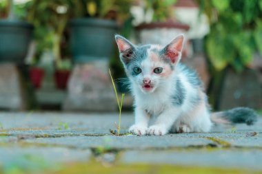 Çizgili kedi yavrusu arka bahçede oynamaktan zevk alır, bazen uzanır, bazen ot yer, bazen hayal kurar, çok tatlı ve sevimlidir.