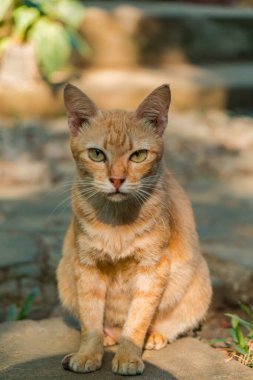 Turuncu kedi güneşli bir günde açık terasta dinleniyor. Çok tatlı ve sevimli.