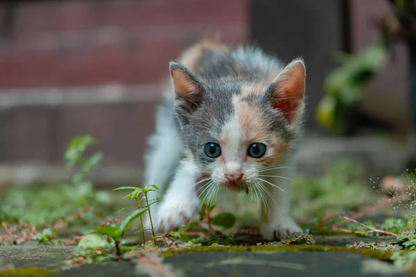 Few Weeks Old Striped Kitten Having Fun Alone Garden Full — ストック写真