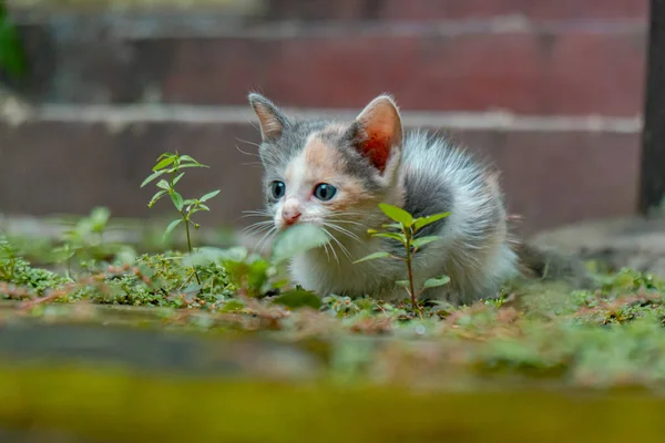 Few Weeks Old Striped Kitten Having Fun Alone Garden Full — ストック写真