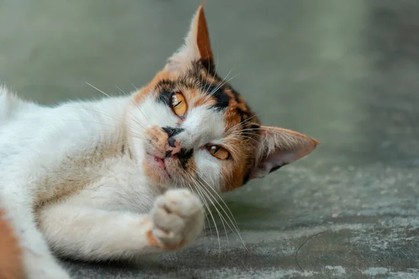 Üç renkli çizgili dişi kedi güneşli bir günde bahçede tembellik ediyor.