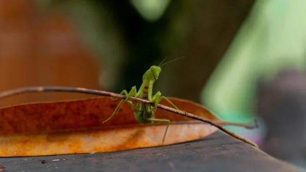 Close Green Praying Mantis Park Lots Green Leaves Day — Stockfoto