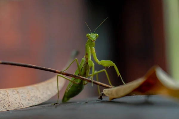 Close Green Praying Mantis Park Lots Green Leaves Day — Stockfoto