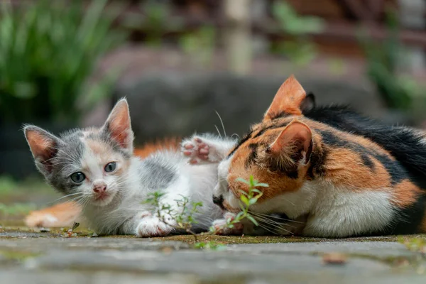 Closeness Mother Cat Striped Her Kittens Who Only Few Weeks — Stock Photo, Image