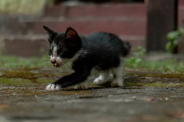 晴れた日に庭で遊んでリラックスした数週間の古いストライプの子猫のクローズアップ — ストック写真