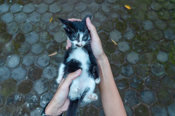 Cute Adorable Few Weeks Old Black White Striped Kitten Being — Stockfoto