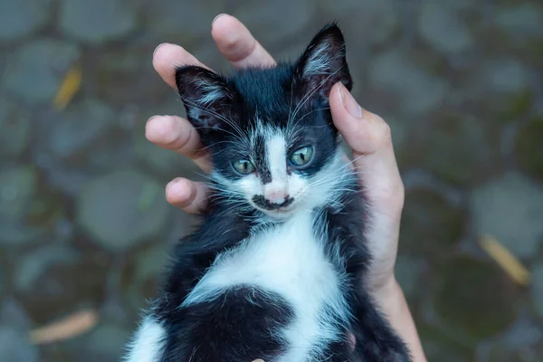 Cute Adorable Few Weeks Old Black White Striped Kitten Being —  Fotos de Stock