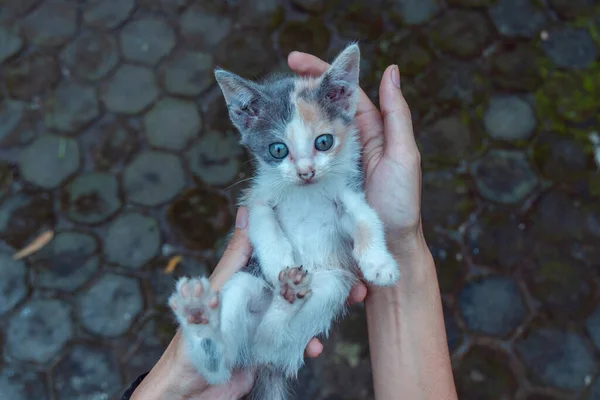 Adorable Cute Few Weeks Old Striped Kitten Being Held Palm — ストック写真