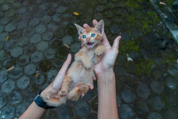 Cute Adorable Couple Weeks Old Orange Kitten Being Held Palm — Stok Foto