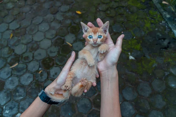 Cute Adorable Couple Weeks Old Orange Kitten Being Held Palm — ストック写真