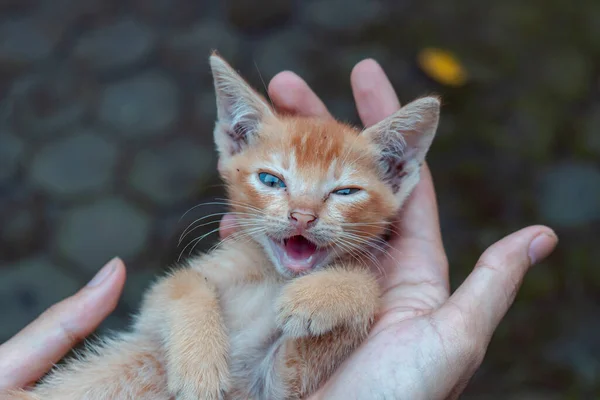 Cute Adorable Couple Weeks Old Orange Kitten Being Held Palm — ストック写真