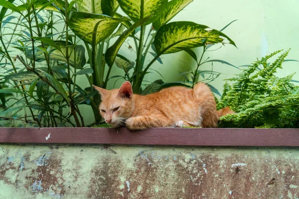 Orange Cat Relaxing Outdoor Terrace Sunny Day Cute Adorable — Photo