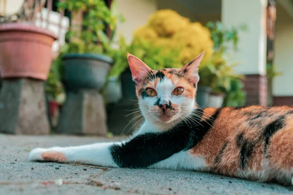 แมวลายสามส ยจในสวนในว แดด — ภาพถ่ายสต็อก