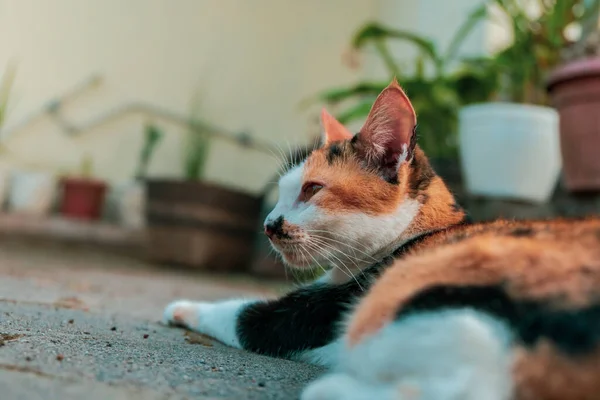 แมวลายสามส ยจในสวนในว แดด — ภาพถ่ายสต็อก