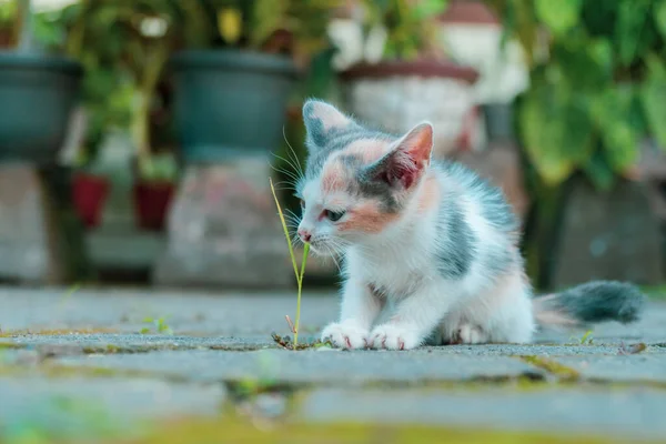 Striped Kitten Enjoying Playing Backyard Sometimes Lying Sometimes Eating Grass — ストック写真