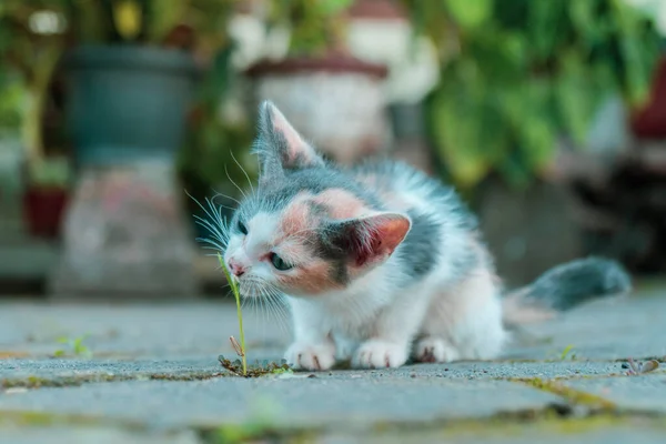줄무늬 고양이는 뒷마당에서 즐기는데 때로는 누워서 먹기도 공상을 하기도 귀엽고 — 스톡 사진