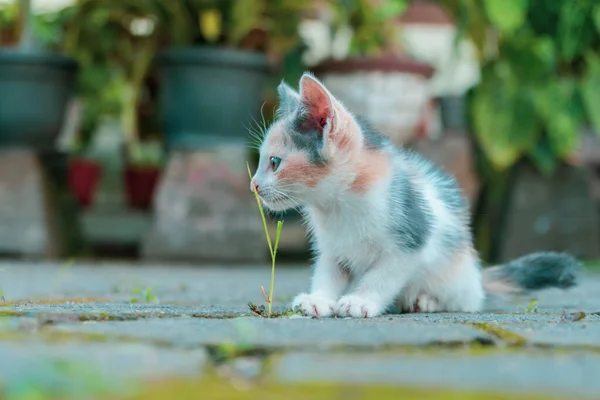 Striped Kitten Enjoying Playing Backyard Sometimes Lying Sometimes Eating Grass — Zdjęcie stockowe