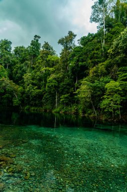 Suyun dibi ve su biyotası net bir şekilde görünene kadar temiz suyla inanılmaz bir göl, bu göl Doğu Kalimantan, Endonezya 'da sık ağaçlarla çevrilidir.