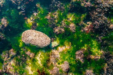 Endonezya, Yogyakarta 'nın güney sahillerindeki sahillerden birinde bulunan mercanların ayrıntıları. Bu plaj, tam bir su biyolojisine sahip olmanın yanı sıra turistler için de favori bir duraktır.