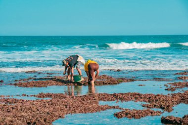 Deniz suyu çekildiğinde Endonezya 'nın güney kıyısındaki kıyı topluluklarının faaliyetleri resifin kenarındaki deniz kestanelerini ve deniz suyu çekildiğinde de balık tutmayı amaçlıyor..