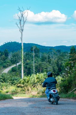 A tall tree that loses its leaves in summer leaves dry branches against a blue sky In Berau, East Kalimantan