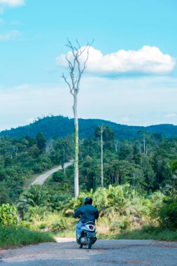 A tall tree that loses its leaves in summer leaves dry branches against a blue sky In Berau, East Kalimantan