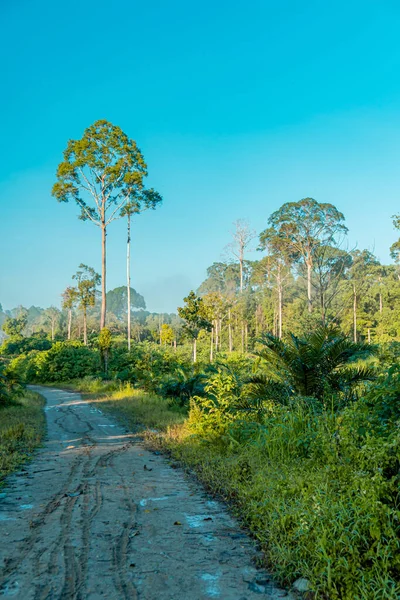 Kalimantan, Endonezya 'daki büyük yağmur ormanları. Çeşit çeşit yeşil bitkilerle dolu yemyeşil bir orman. Göletleri ve nehirleri hala çok doğal.