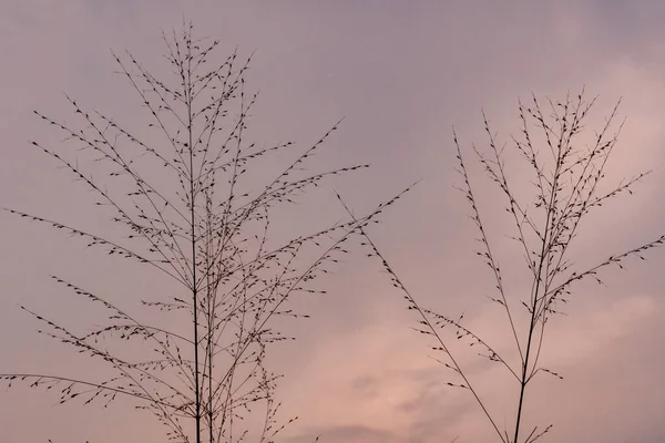 Tree Tropical Season Branching Branches Leaves Due Fall Romantic Golden — Stock fotografie