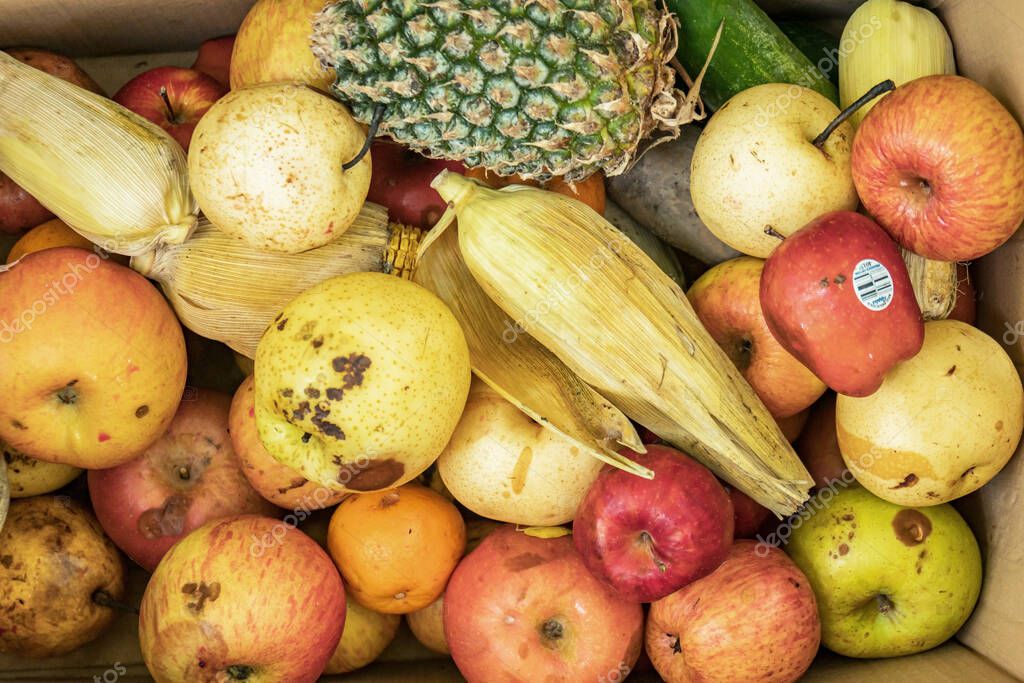 Various types of fruits such as oranges, apples, bananas, corn, watermelons, and many others are