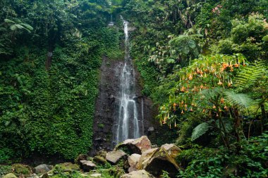 The beautiful Nangka Waterfall, although the volume of water is small, surrounded by cliffs and lush trees is located in the Mount Halimun Salak National Park, Bogor, Indonesia