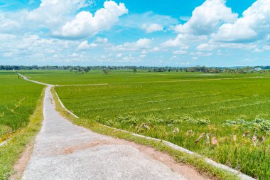 A green rice field area that refreshes the eye, calm and peaceful in a village with a hilly background and blue skies during the day