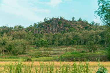 An amazing ancient stone hill that has existed hundreds of millions of years ago, this hill is dominated by ancient stone with green trees, which are still natural and beautiful, with views of rice fields in front and bright blue sky behind