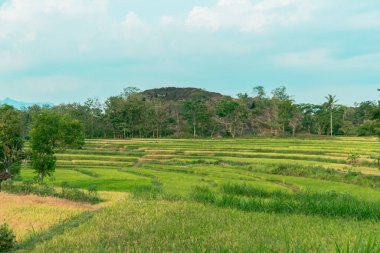 An amazing ancient stone hill that has existed hundreds of millions of years ago, this hill is dominated by ancient stone with green trees, which are still natural and beautiful, with views of rice fields in front and bright blue sky behind