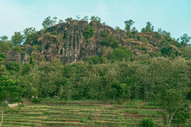 An amazing ancient stone hill that has existed hundreds of millions of years ago, this hill is dominated by ancient stone with green trees, which are still natural and beautiful, with views of rice fields in front and bright blue sky behind