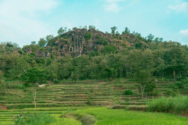 An amazing ancient stone hill that has existed hundreds of millions of years ago, this hill is dominated by ancient stone with green trees, which are still natural and beautiful, with views of rice fields in front and bright blue sky behind