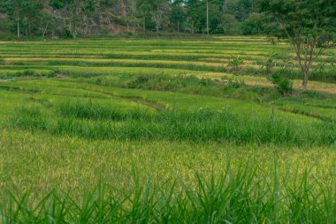 A green rice field area that refreshes the eye, calm and peaceful in a village with a hilly background and blue skies during the day