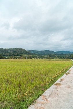 A green rice field area that refreshes the eye, calm and peaceful in a village with a hilly background and blue skies during the day