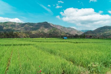 A green rice field area that refreshes the eye, calm and peaceful in a village with a hilly background and blue skies during the day