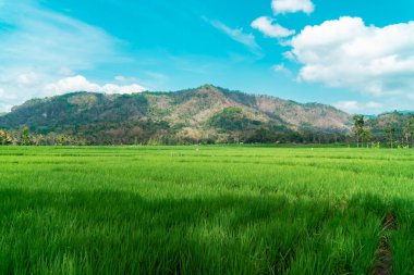 A green rice field area that refreshes the eye, calm and peaceful in a village with a hilly background and blue skies during the day