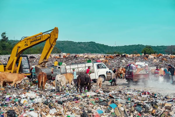 The final waste disposal site in Yogyakarta, which has accumulated so much, many people and animals are active in this landfill