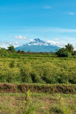 The stunning Mount Merapi, an active volcano on the island of Java, Indonesia, is seen from a distance with blue skies and a sea of clouds