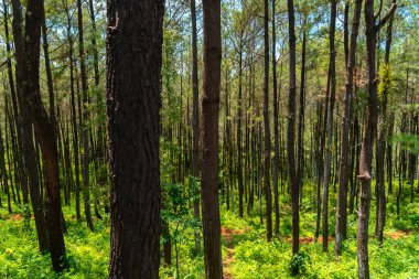 Dağlık arazilerin tipik serin atmosferiyle hala çok güzel olan çam ormanı tatil için hoş bir yerdir.