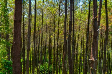 Dağlık arazilerin tipik serin atmosferiyle hala çok güzel olan çam ormanı tatil için hoş bir yerdir.