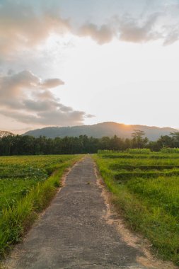 Şok edici çeltik tarlaları Altın Gökyüzü ve Tepe Arkaplanı ile çok sakin ve huzurlu bir kırsalda gün yaklaşırken