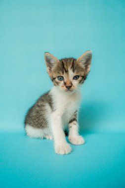 1 aylık siyah beyaz kedi yavrusu turkuaz arka planda çok şirin.