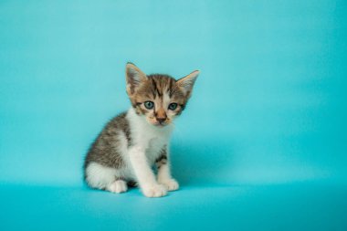 1 aylık siyah beyaz kedi yavrusu turkuaz arka planda çok şirin.