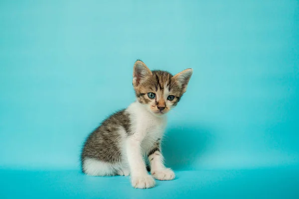 Mes Edad Gatito Blanco Negro Con Estilo Frente Fondo Turquesa —  Fotos de Stock